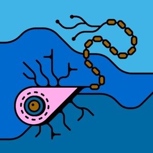 Meet your Posher, Skylar